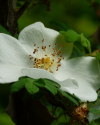 Blüte der Dornenrose